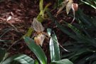 Paphiopedilum Gary Romgna Sommerfest